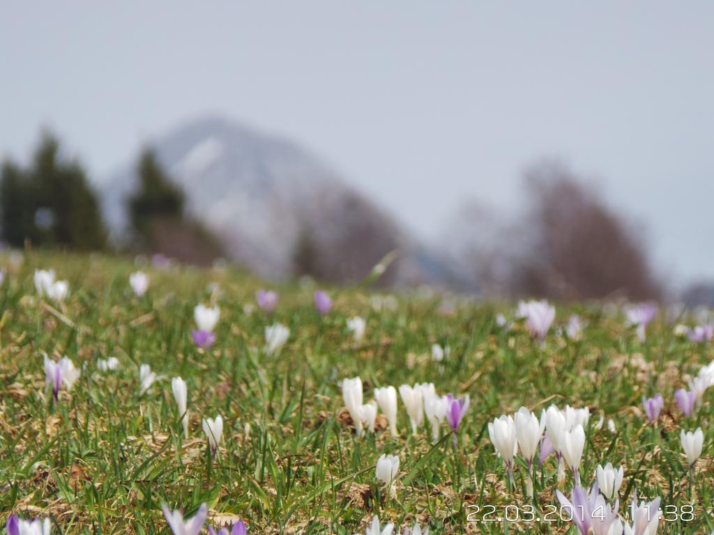 Haus Wiesenruh - Amazing Views & Setting Seefeld in Tirol Luaran gambar